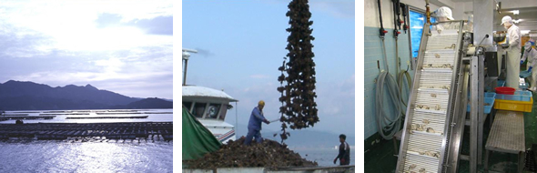 高濃縮牡蠣エキス「ウエルスター」の製造方法のイメージ画像